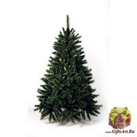 Кристал Кедр Сибирский 225 см